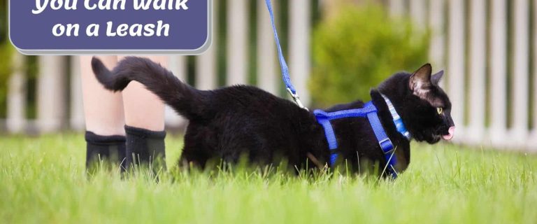 bombay cat walking on a leash
