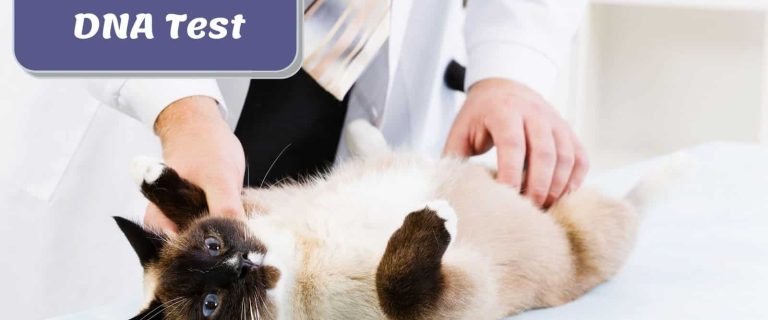 5 Cat DNA Test Kits: DNA Testing Made Simple