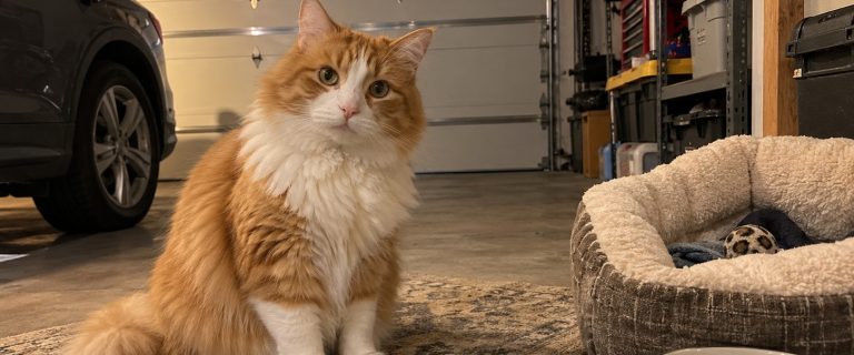 Cat In Garage At Night