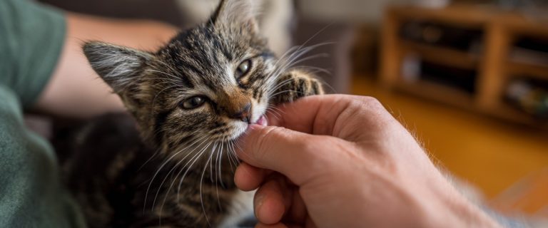 Why Do Cats Lick You? The Complete Guide to Cat Licking Behavior