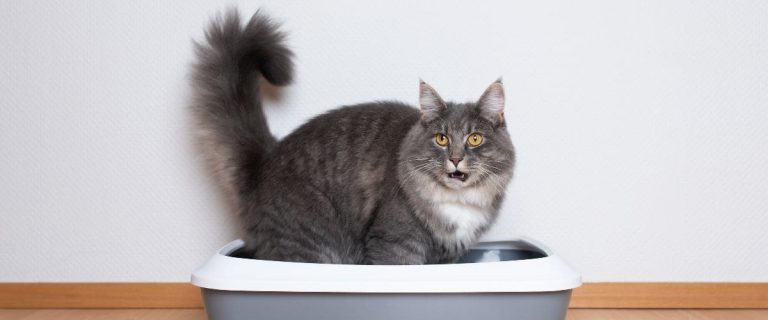 Cat Litter Boxes For Your Senior Furry Friend The 12 Best Ones You Need To Know About!
