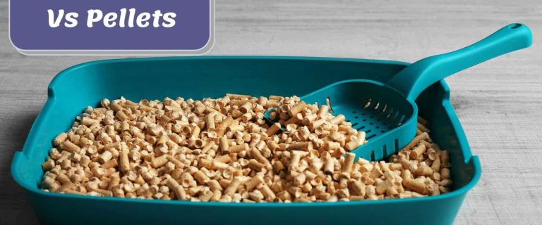 litter box with some pellets below Cat Litter Vs Pellets signage
