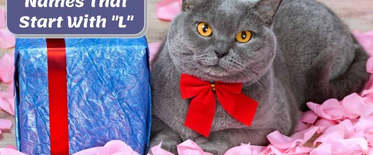 200+ Lovely Cat Names That Start With L