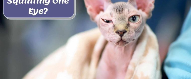 poor sphynx Cat squinting one eye