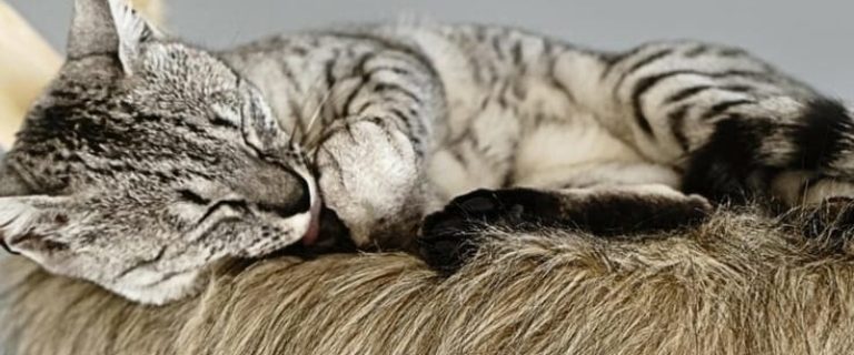 Don’t love the look of store-bought cat condos? Check out these 5 incredibly cool alternative cat tree ideas!