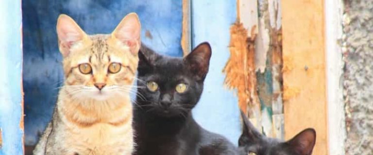 What Should I Expect When I Add a Third Cat?