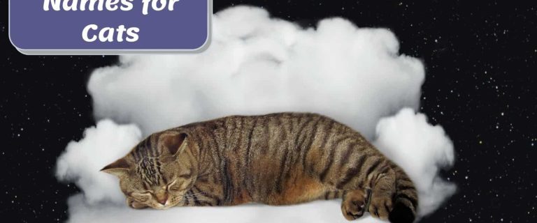 cat sleeping on the clouds with "150 Cloud Names for Cats" signage beside him