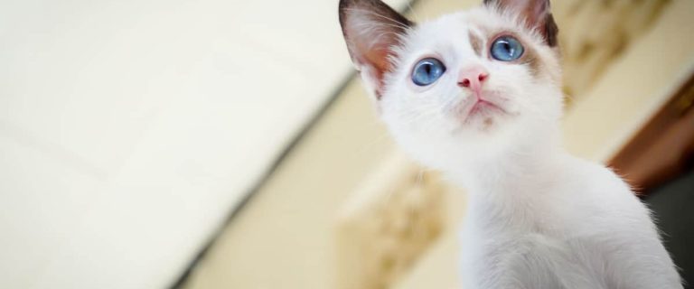 Looking for a detailed CatGenie Self-Cleaning litter box review to help you decide if it's right for you? Check out all the features, pros & cons here!