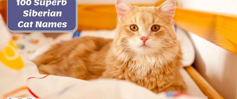 a very beautiful Siberian cat perfect to have any superb Siberian cat names
