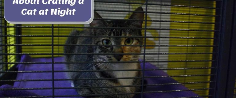 Crating a Cat at Night