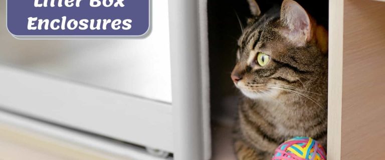 kitty playing inside the DIY Cat Litter Box Enclosures