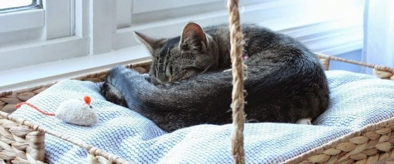 DIY Cat Bed Ideas: 9 Options For Better Sleep
