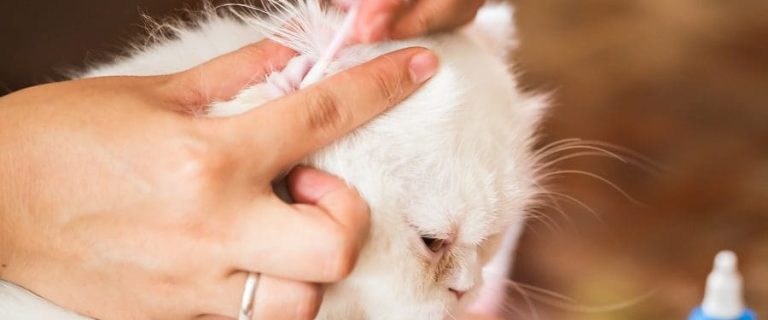 How To Know the Difference Between Dirty Cat Ears And Ear Mites