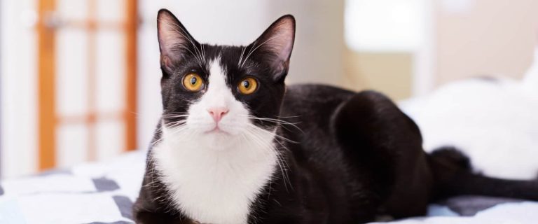 If you're struggling to find the right thing to call your kitty, you can almost never go wrong with Disney-inspired cat names! Check out our favorites!