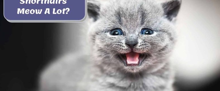 british shorthair cat meowing