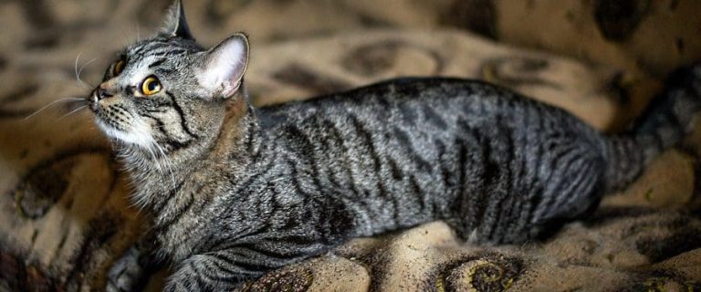 Do Cats Have Periods -Understanding Your Cat’s Heat Cycle