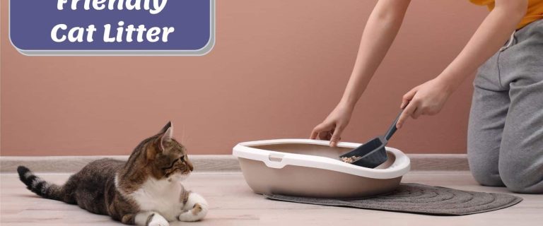 lady scooping a litter box with Eco-Friendly Cat Litter