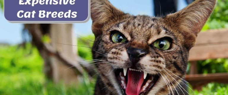 Savannah cat growling at the camera, it is one of the most expensive cat breeds