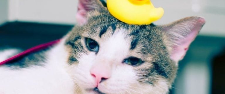 7 Foolproof Tips on How to Bathe a Cat Safely And Effectively