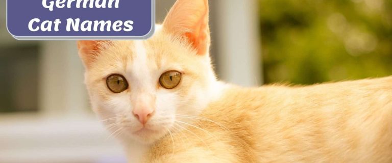 a well-behaved ginger cat with a German cat name