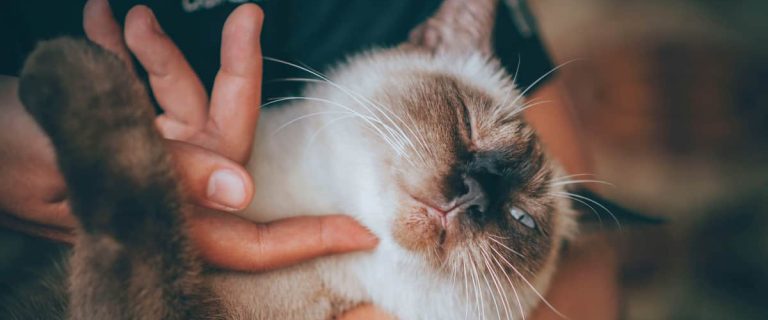 Get Your Cat to Let You Hold Her