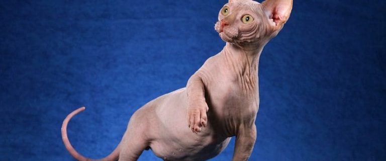 Hairless Cat Names: 200+ Astonishing Ideas for Males & Females