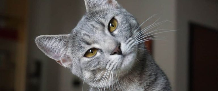 Home Remedies For Worms in Cats! Natural Dewormer For Cats