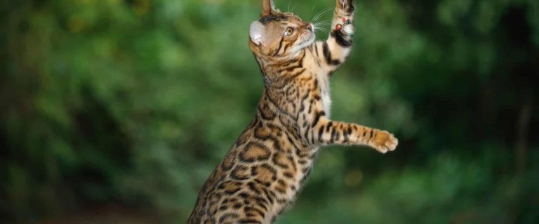 How do I train my cat to stand on his hind legs? We're going to answer that! Read on and teach your kitty this neat trick!