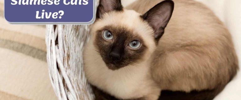 cute siamese cat inside a basket beside "how long do siamese cats live" banner