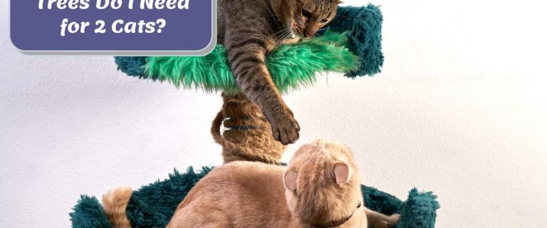 two cats playing on a cat tree but How Many Cat Trees Do I Need for 2 Cats?