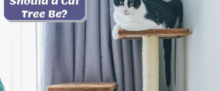 tuxedo cat on a tall cat tree beside "How Tall Should a Cat Tree Be:" signage