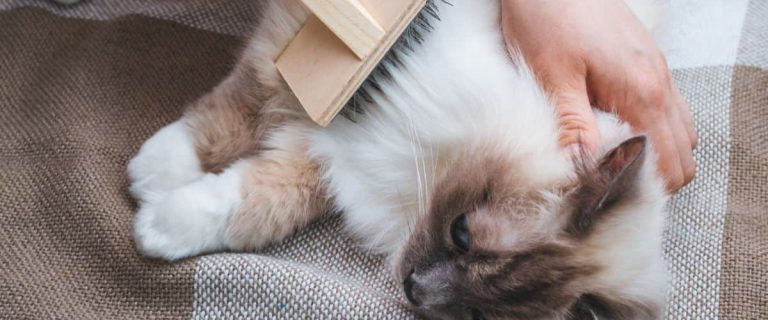 Cat Getting Brushed