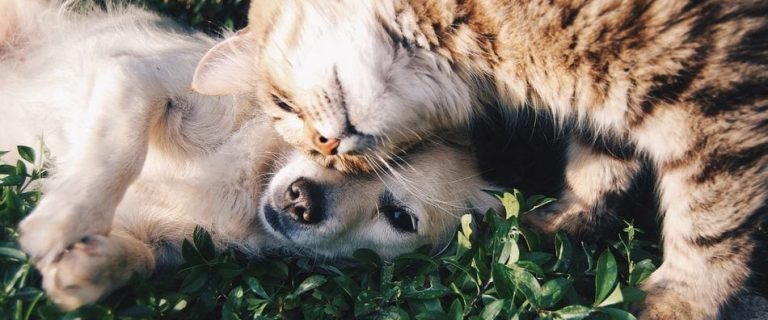 Bringing a new cat into the home raises the question of how to introduce a cat to a dog or a cat to another cat. Read on for tips on how to do it safely!