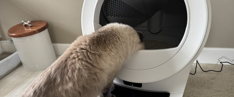How to Get a Cat to Use an Automatic Litter Box