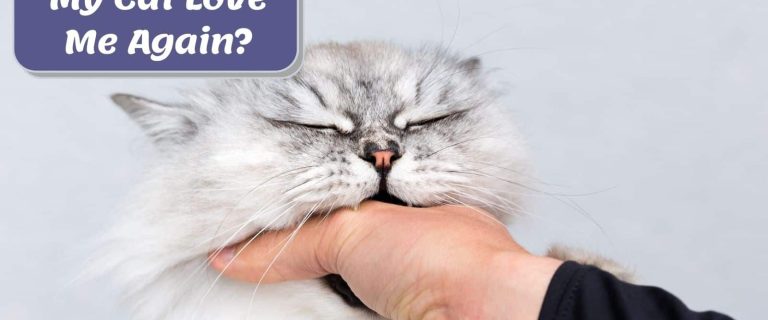 How to Make Your Cat Love You with These Simple and Effective Tips