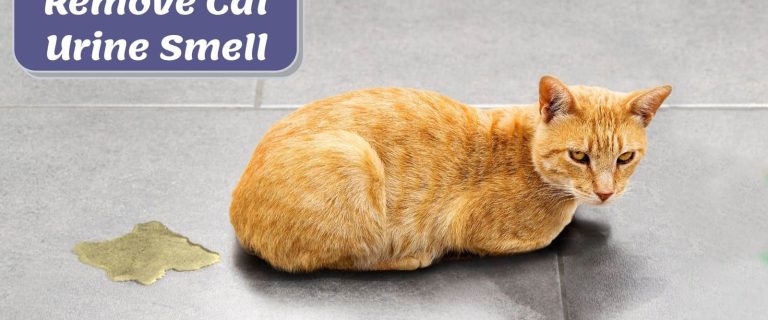 cat peed on the tiles but How to Remove Cat Urine Smell from Tile and Grout