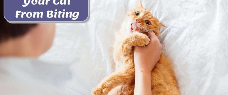 Learn How to Stop a Cat from Biting with Effective Strategies