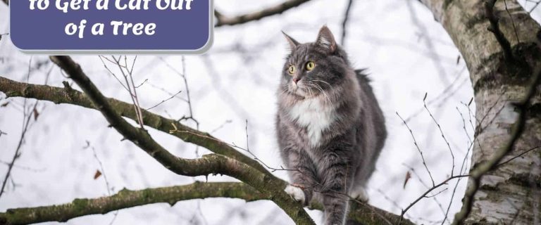 cat stuck in a tall tree but How to get a cat out of a tree?