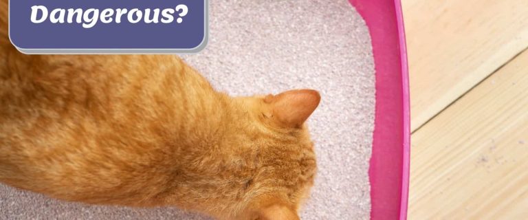 IS CAT LITTER TOXIC