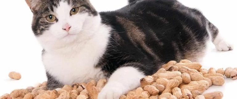 Can Cats Eat Peanuts? Safe or Risky? Get the Facts