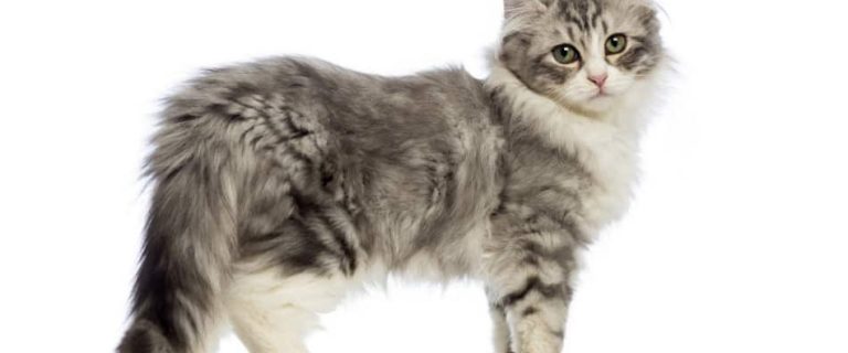 Kinkalow Cat breed