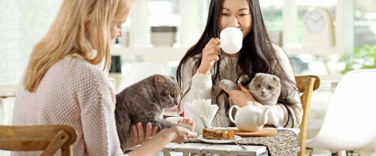 Happy Women resting in Cat Cafe