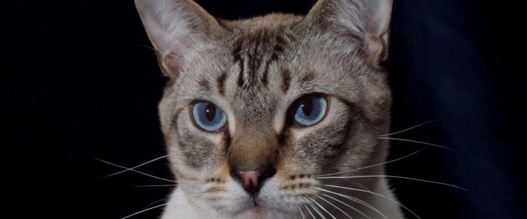 Cat On Black Background