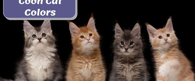 kittens with different Maine coon colors
