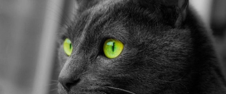 Black Cat with Green Eyes