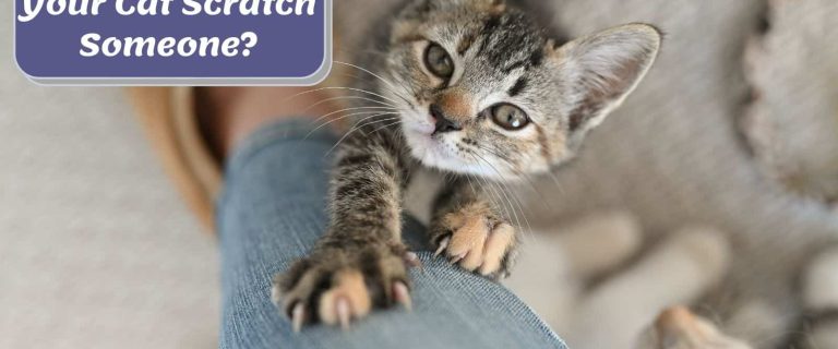 kitten scratching someone's legs
