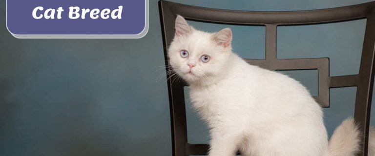 beautiful napoleon cat sitting on a chair