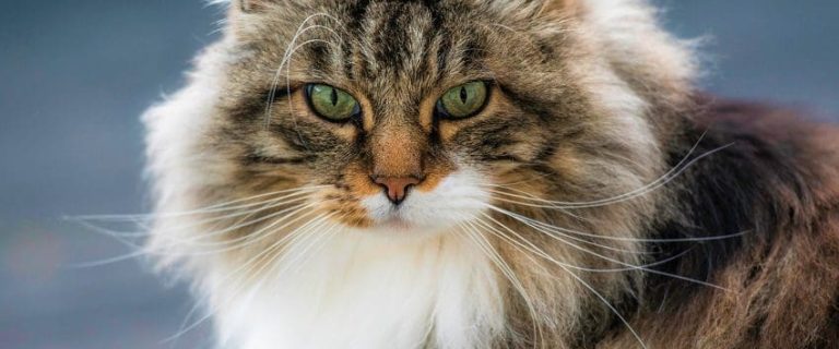 Norwegian Forest Cat: A Regal Companion with a Rich Heritage