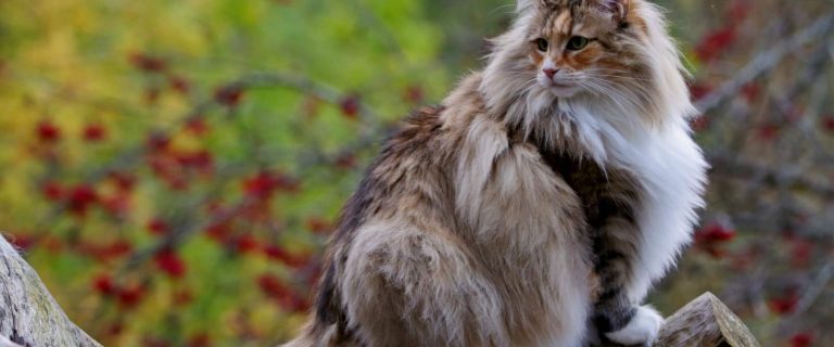 Curious about the largest cat breeds? While lions and tigers dominate in the wild, these 7 kitties are the biggest in the domestic cat world.
