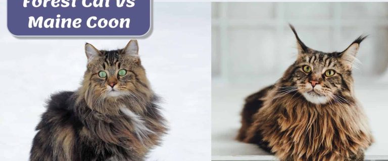Norwegian forest cat vs Maine coon comparison photo